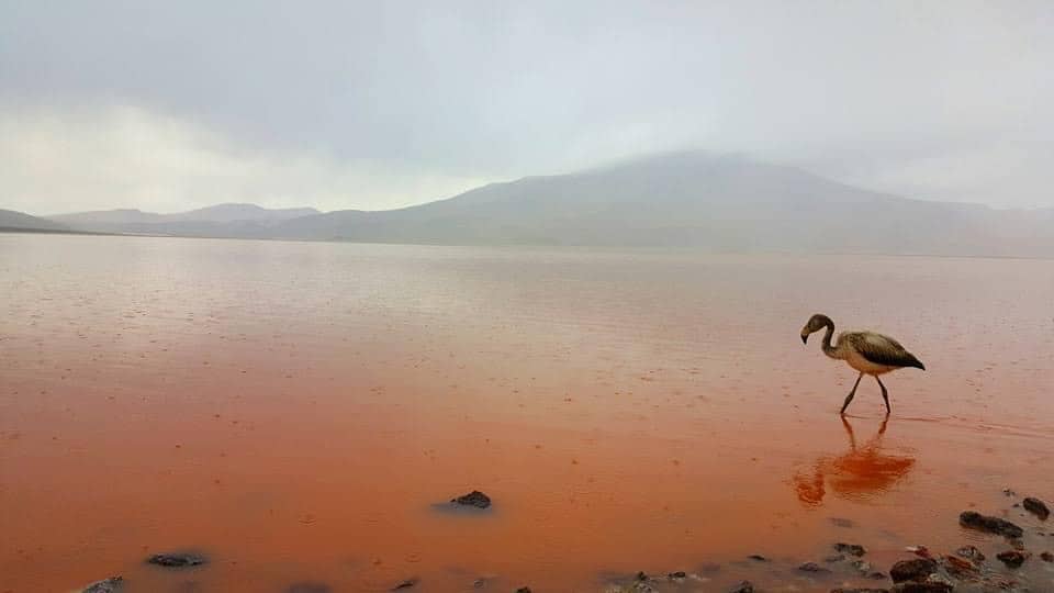 a flamingo at Pink lake in Bolivia