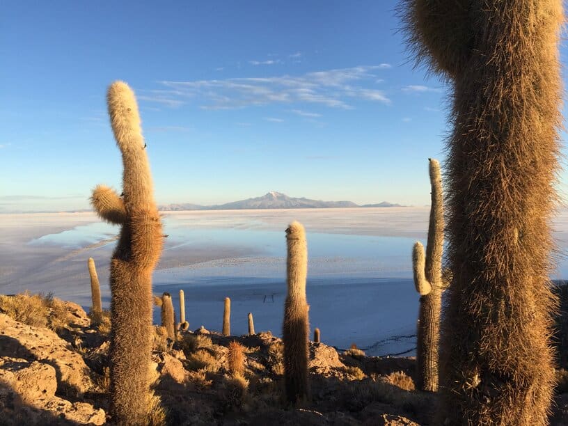 Salar de Uyuni cactus