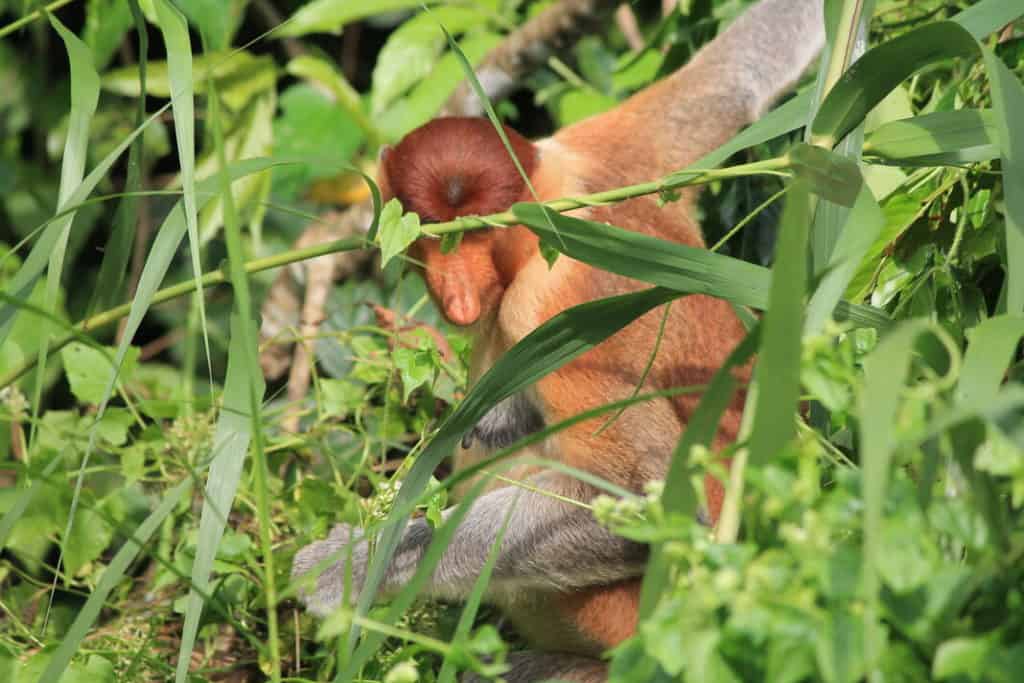 proboscis monkey in Malaysia