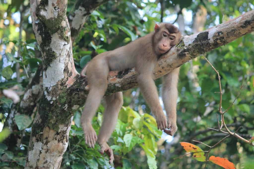 macaque monkey sleeping on a tree in Malaysia