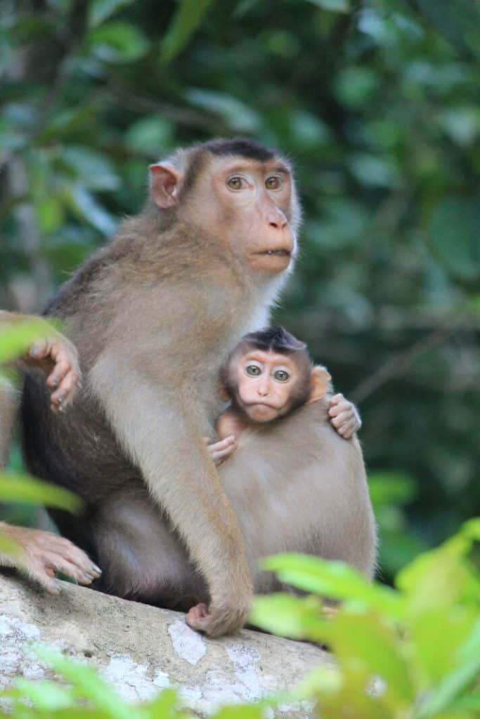 Mamma macaque monkey