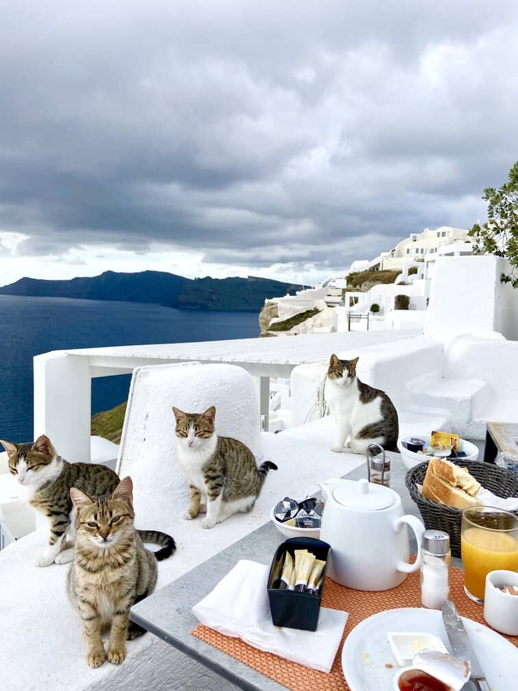 Cats in Santorini waiting on breakfast
