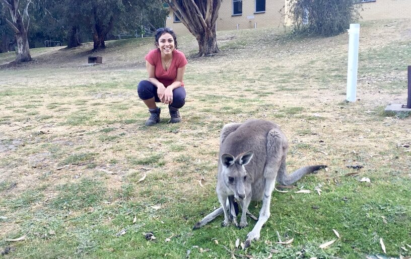 Photo of kangaroo on an Australian road trip itinerary