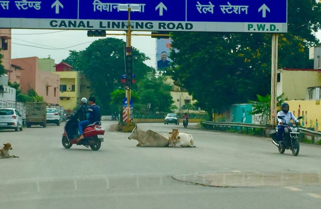 cow in the road in Raipur India