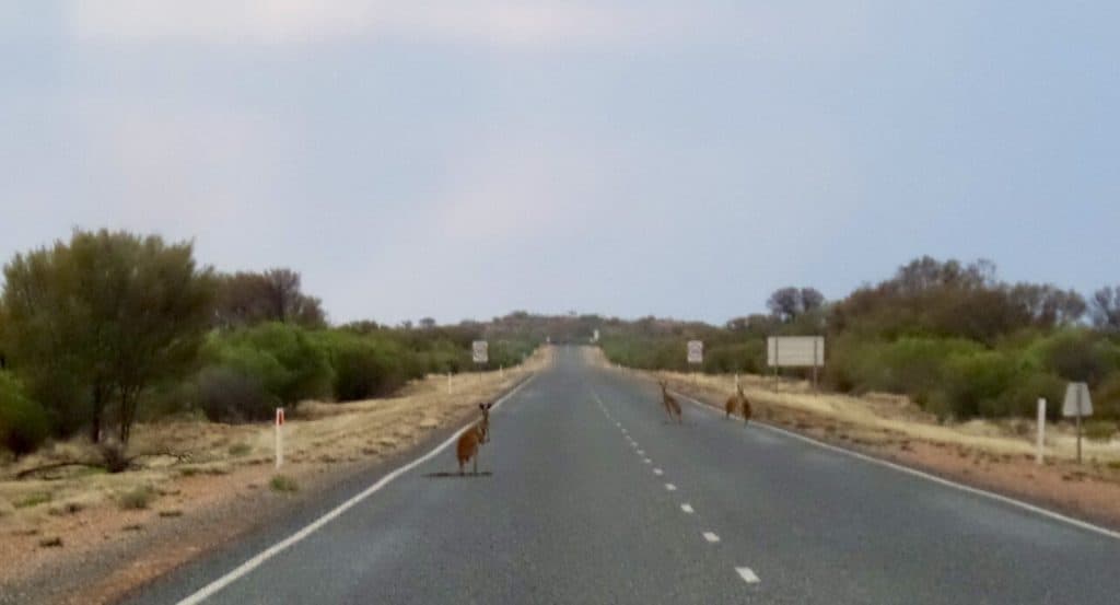 Kangaroos on the road in Outback Australia