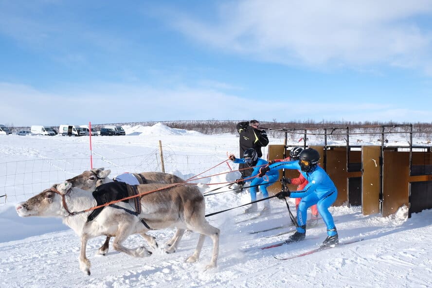 Reindeer Racing at a track in northern norway