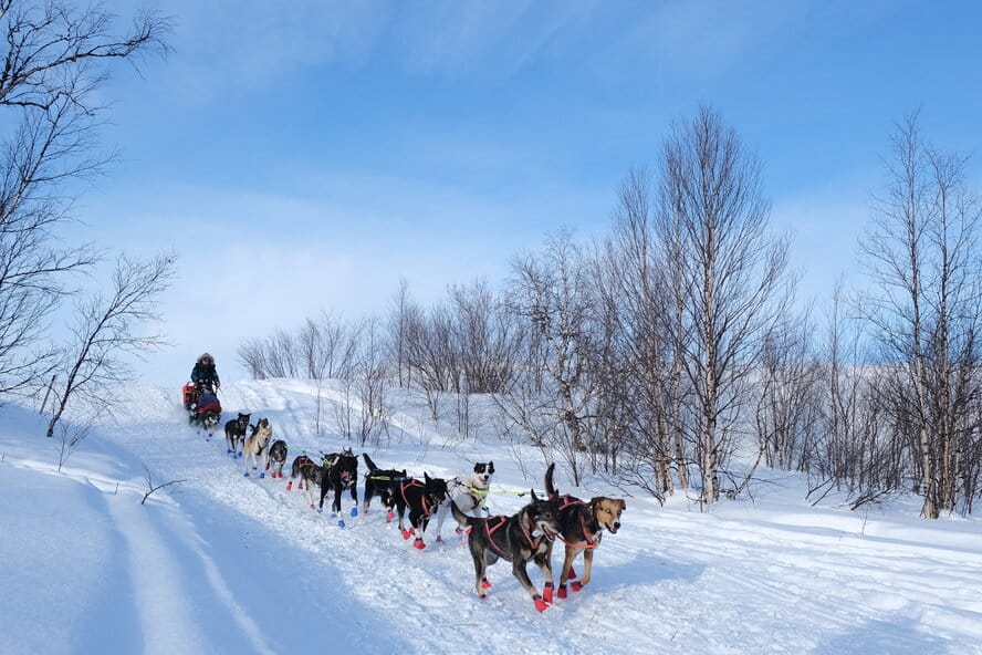 a musher dogsled racing at the Finnmarkslopet 2020 race in Kautokeino Norway