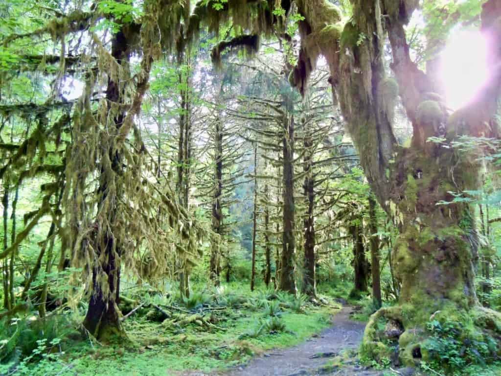 Hoh Rainforest in Olympic national park