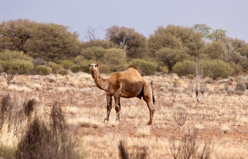 a lone wild camel in the Australian outback