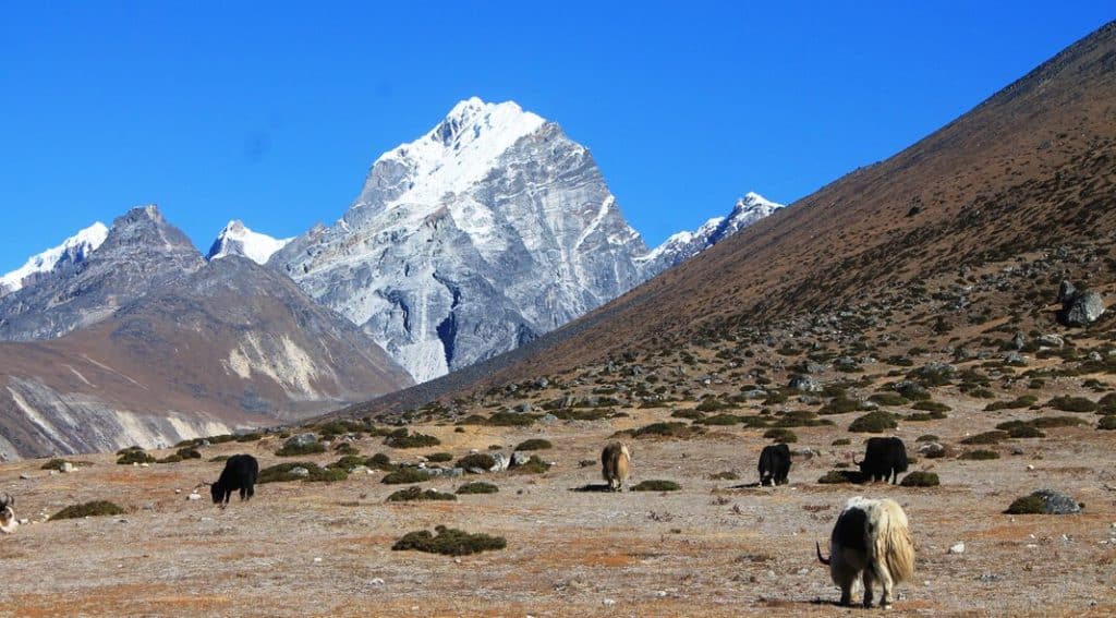 Yaks in the Himalayas