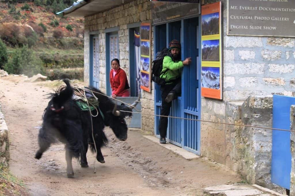 a mad yak in Nepal