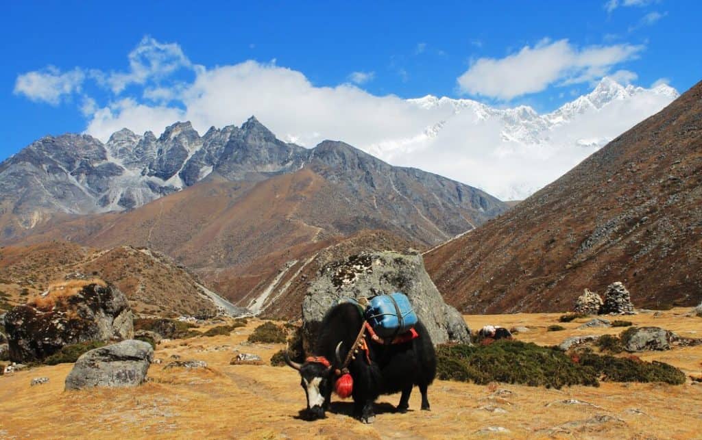 a Yak in front of the Himalayas