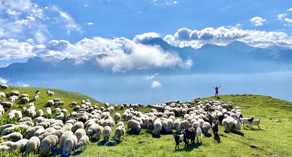 A herd of sheet in the Caucacus Mountains in Georgia