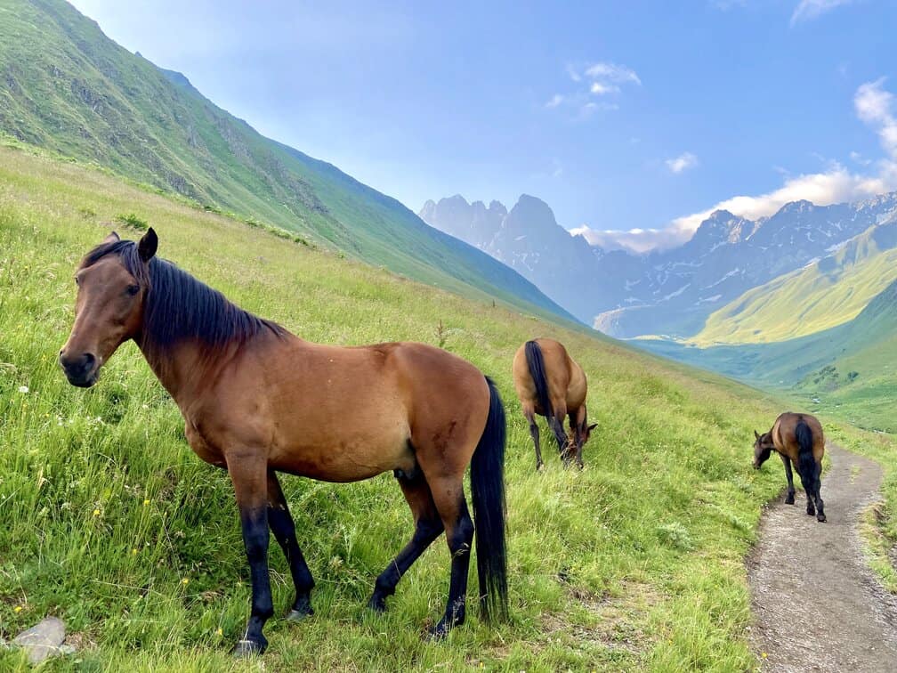 Horses in the Caucasus Mountains in northern Georgia