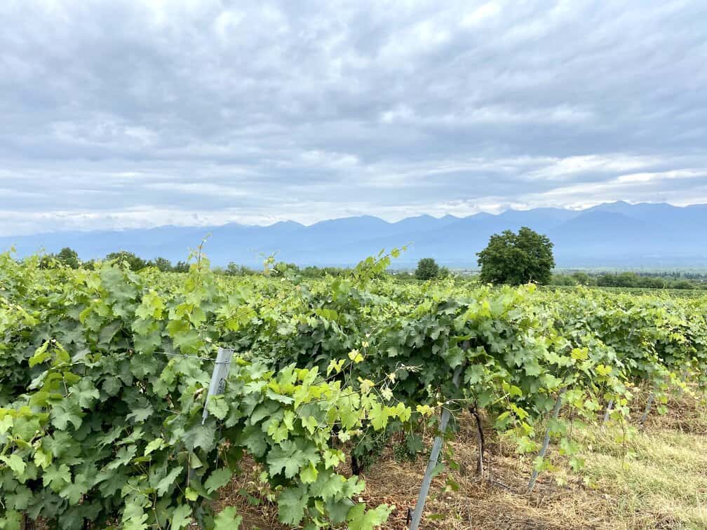 Kakheti wine region of Georgia