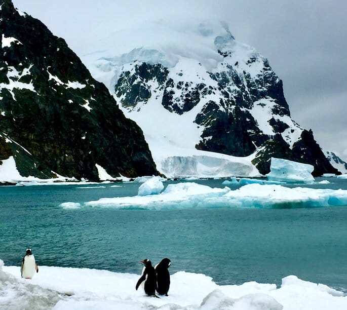 gentoo penguins on the shores of the South Orkney Islands
