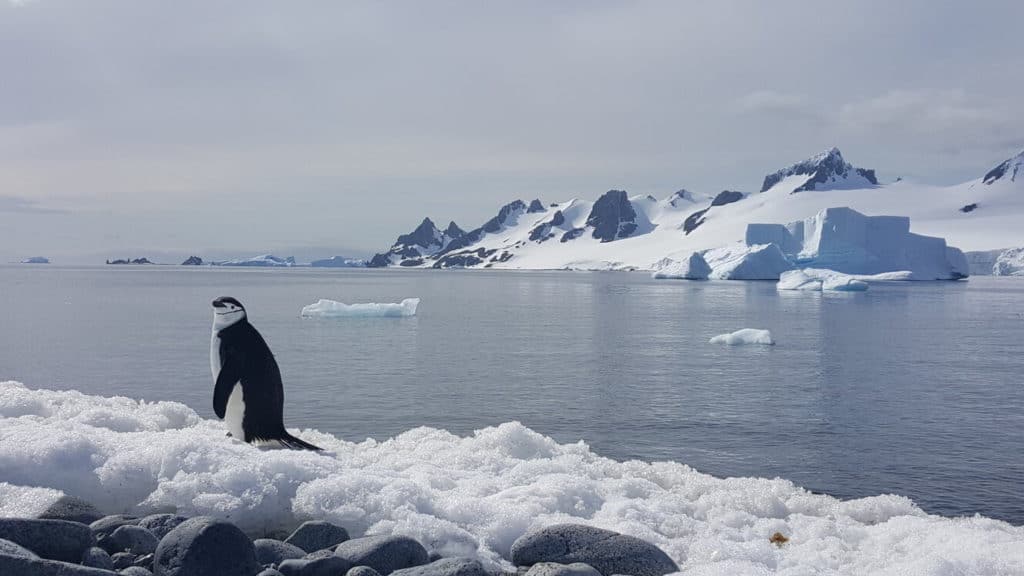 a chinstrap penguin on the shores of Antarctica