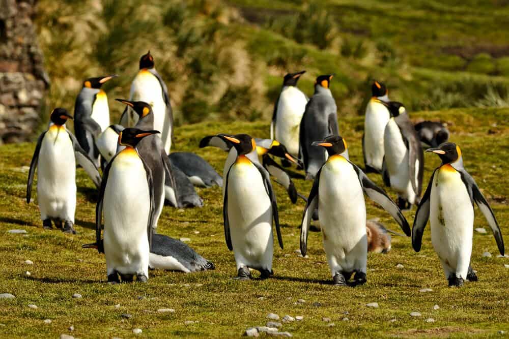 King Penguins on Falkland Islands cruise