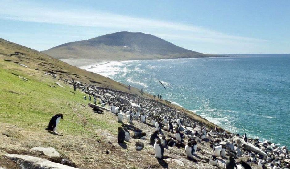 Saunders Island in the Falkland Islands
