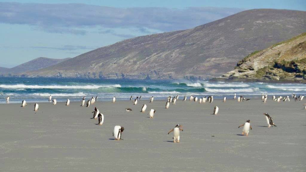 penguins on Saunders Island on Falkland Islands Cruise