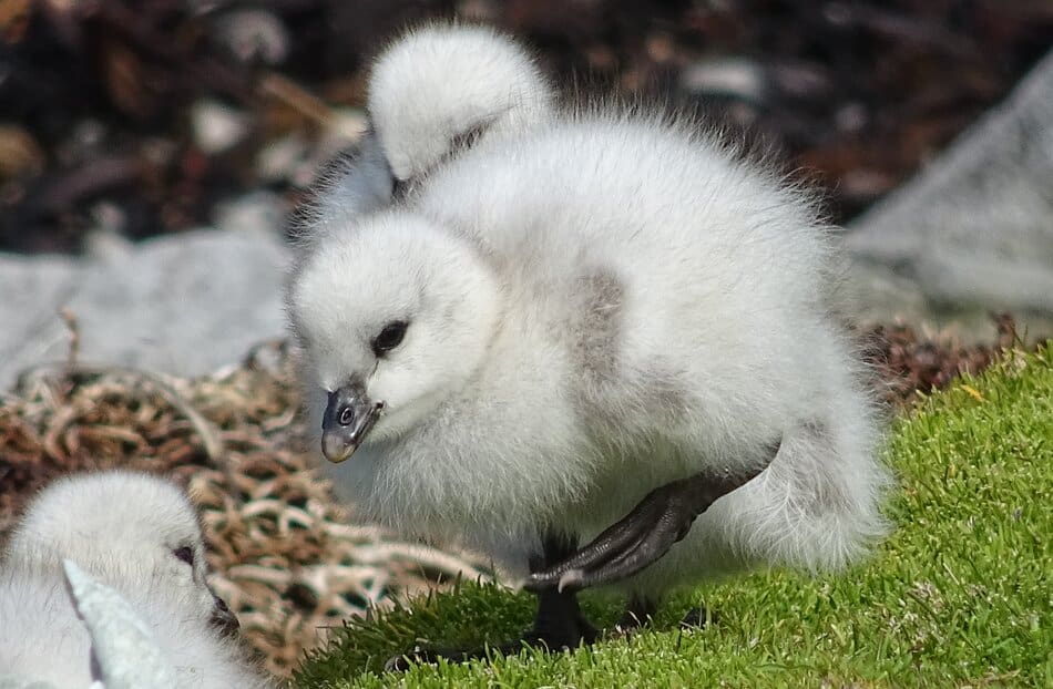 Baby albatross 