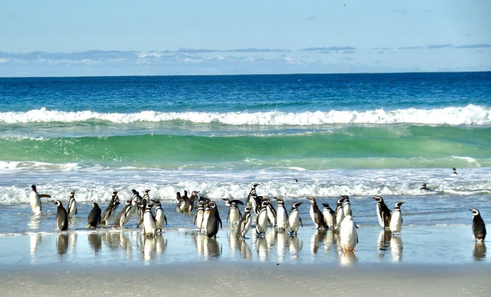 Penguins on the beach in the Falkland Islands