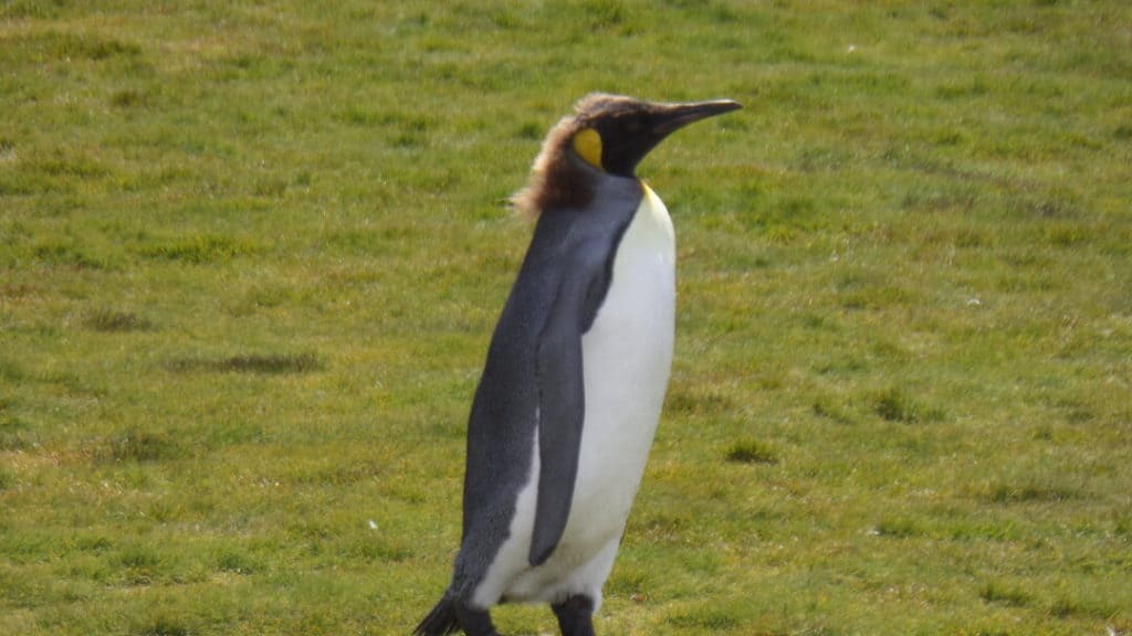 King Penguin with a mullet