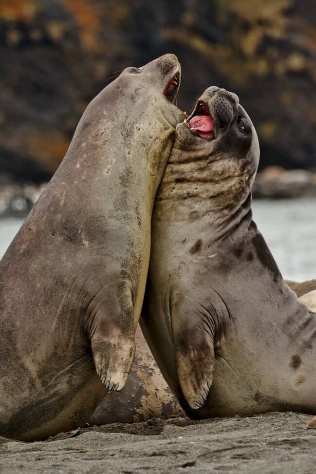 Elephant seal battle