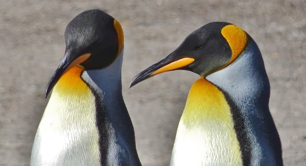 King Penguins South Georgia Island cruise
