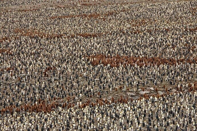 thousands of king penguins at St. Andrew's Bay on South Georgia Island cruise