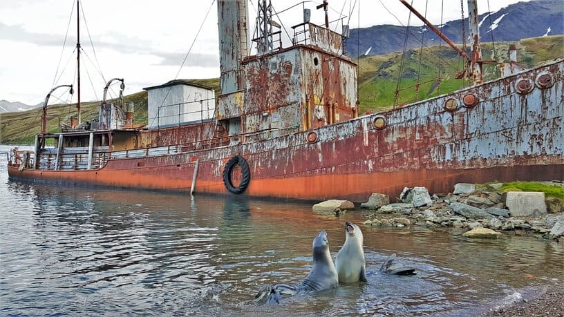 two elephant seals fighting in front of a sunken whaling ship in Grytviken