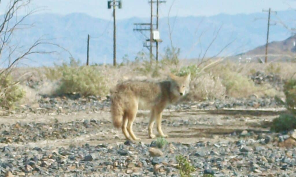 Coyote in death valley