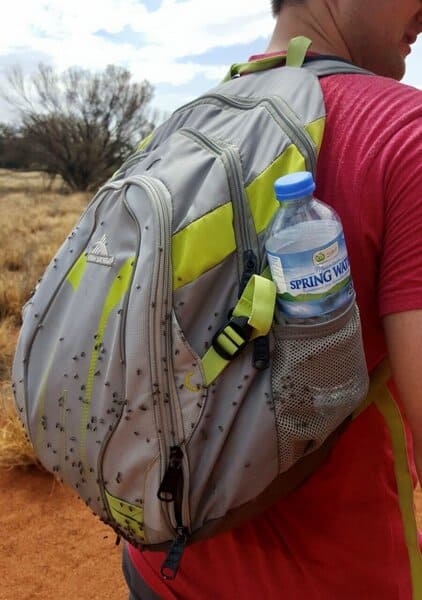 Outback flies on a backpack in Australia 