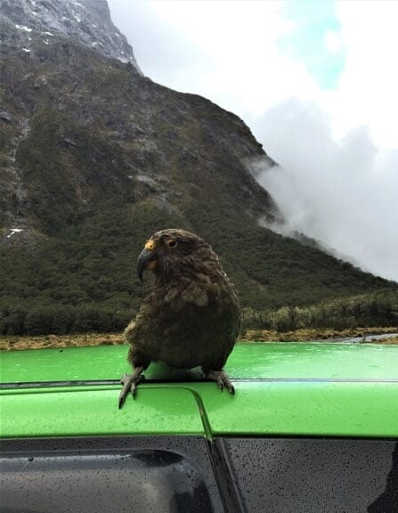 a Kea bird in New Zealand sitting atop a van