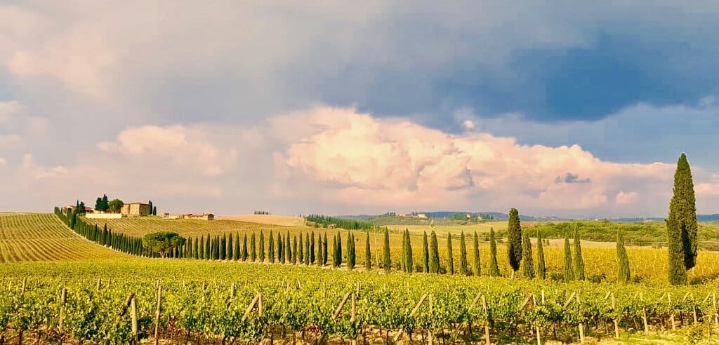 a rolling hill of vineyards in Tuscany - Chianti region wineries