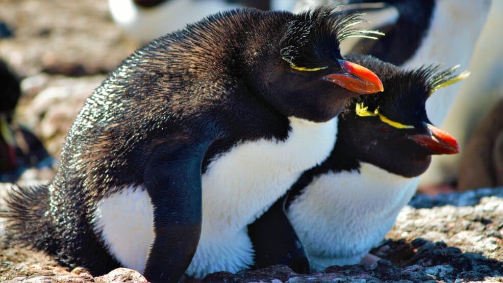 Macaroni Penguins on a cruise to Antarctica