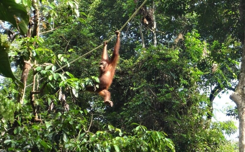 Orangutan swinging in the trees