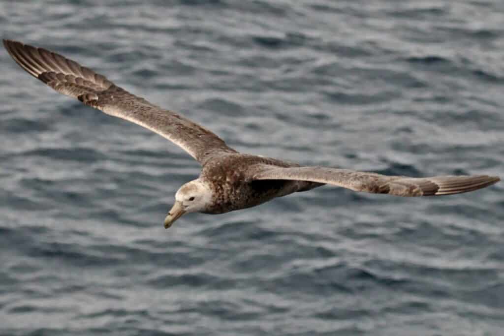 Petrel flying in the sky
