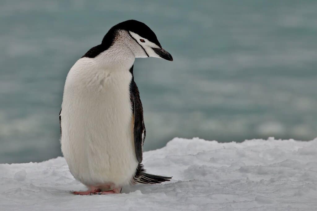 a Chinstrap Penguin