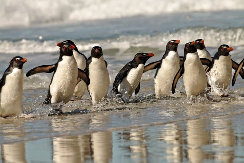 Rockhopper penguins coming out of the ocean