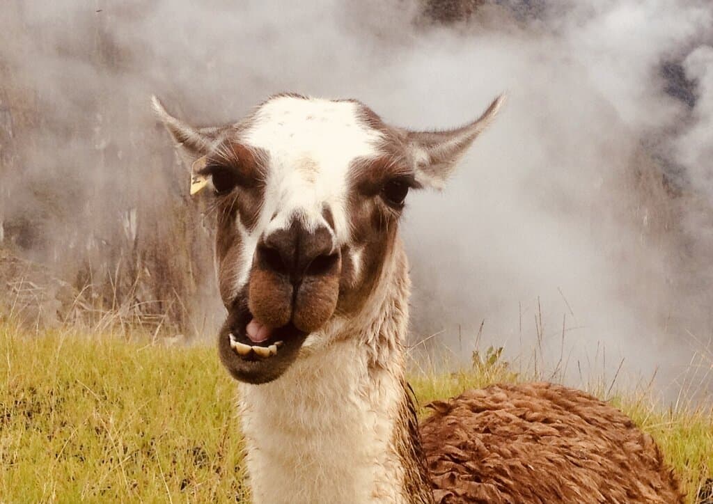 Llama on the Inca Trail hike