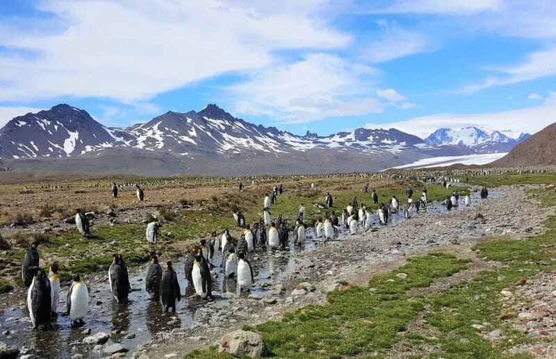 photo of king penguins on South Georgia Island