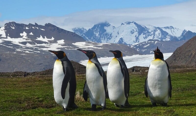 4 king penguins up close on a South Georgia Island Cruise