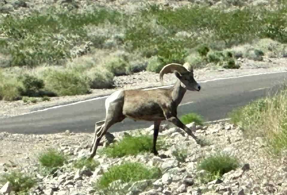 bighorn sheep crossing street Las Vegas nature