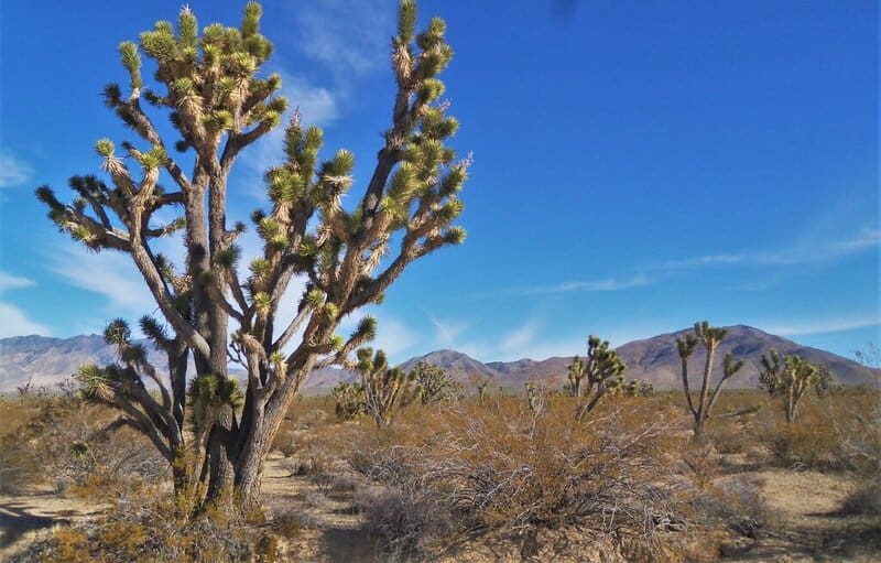 a Joshua tree in Mojave national preserve