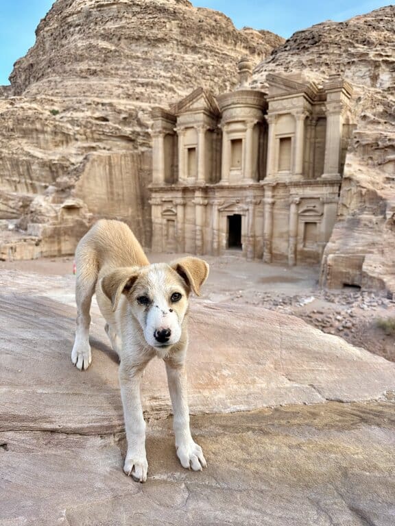 a puppy at Petra Monastery 