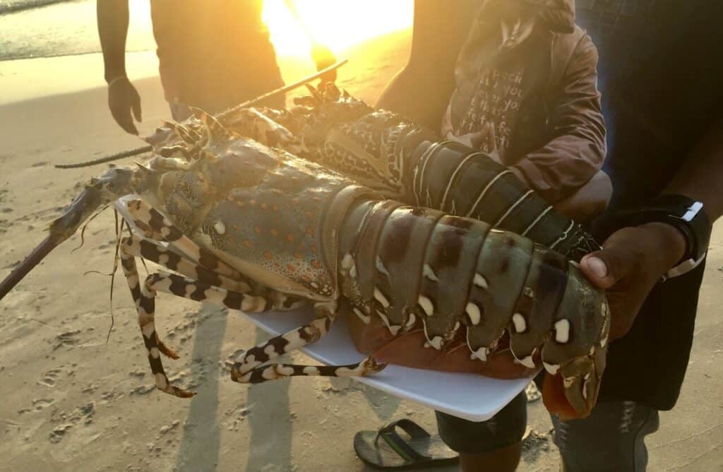 Goan lobster for cooking on the beach
