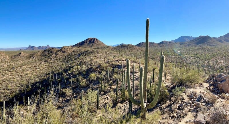 Saguaro cactus in Saguaro National park
