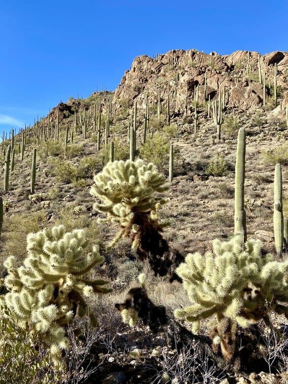 Cholla cactus in Saguaro National Park West