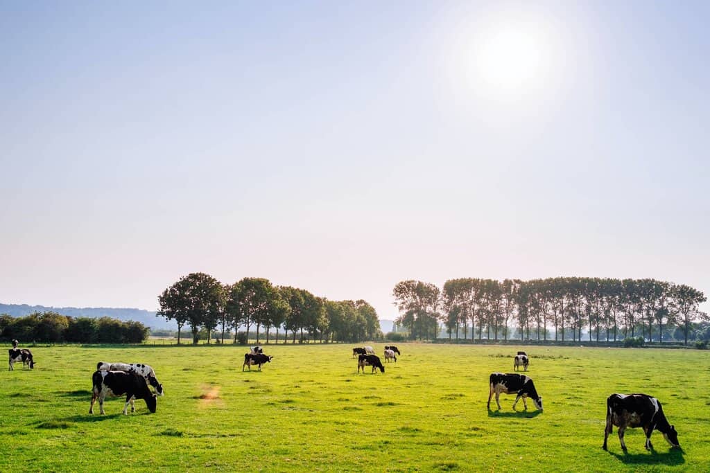 Dutch farm with cows